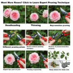 Stock up on baking soda. here is a list of all plants that bloom bigger with this 1 recipe