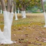 8 Easy Ways To Keep Snakes Away From Your Yard