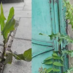 Are YOU Making These CRITICAL Mistakes when growing tomatoes