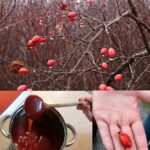 Yarrow Power: 30 Amazing Benefits of This Ancient Healing Herb