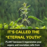 Australia’s Efforts to Protect the Natural Environment