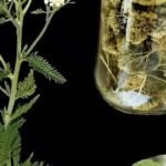 The Most Potent Herb That Destroys Parasites, Urinary Tract & Bladder Infections, Herpes, and Flu: The Power of Thyme