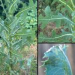 Only People With Perfect Color Vision Can Read These Words