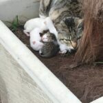 How to Prevent Pests from Attacking Your Garden: A Guide to Natural Methods