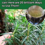 Mix Coffee with Toothpaste! A Viral Trick Everyone’s Talking About