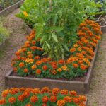 Cut a Lemon into Four Parts, Sprinkle with Salt, and Place It in the Center of Your Kitchen – Here’s What Happens Next
