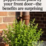 Do you see a duck or a rabbit? What you see first will reveal hidden aspects of your personality.