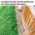 How To Rid Flies, Cockroaches, And Mosquitoes Fast – Homemade Solution