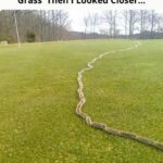 Mullein: How to Use the Leaves, Flowers, and Roots for Full-Body Wellness