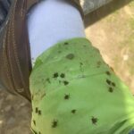 The Peppermint Plant: Nature’s Secret Weapon Against Pests Inside Your Home