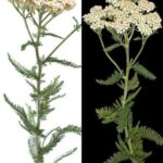 Never step on this weed; it’s considered a ‘gold mine’ in the garden