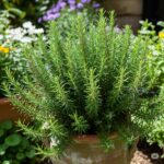 How to Make a Spider Plant Bushier & Lush: 8 Tricks