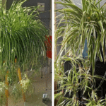 Do Not Kill This Weed! It’s One Of The Best Healing Herbs On The Planet