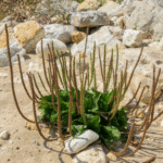 How to Make a Spider Plant Bushier & Lush: 8 Tricks