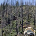 If You Spot A Tree Painted White, Here’s What It Means