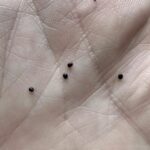 Little girl walks into police dog auction alone — what followed brought everyone to tears