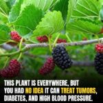 Strawberry Cream Cheese Icebox Cake