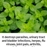 Boil Lemon Peels and Rejuvenate Your Health!