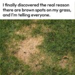 Why do dogs often chase strangers?