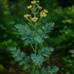 These are the long-term effects of avocados on our kidneys and not everyone tells you.