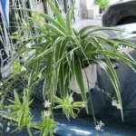 An early sign of Alzheimer’s disease can be noticed while taking a shower: what should you look out for?